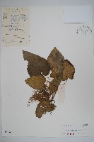 地花細辛藏品圖，第1張