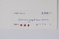 地花細辛藏品圖，第2張