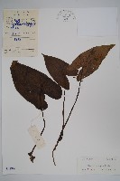 金耳環藏品圖，第1張