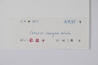 金耳環藏品圖，第2張