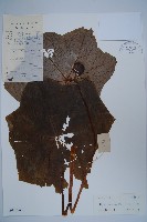 八角蓮藏品圖，第1張