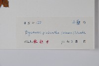 八角蓮藏品圖，第2張