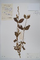 土牛膝藏品圖，第1張