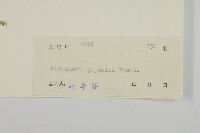 牡蒿藏品圖，第3張