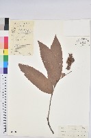 登錄號:S041384藏品圖，第1張