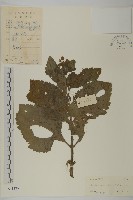 下田菊藏品圖，第1張