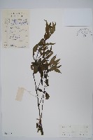 柳葉水蓑衣藏品圖，第1張