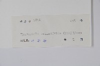 柳葉水蓑衣藏品圖，第2張