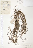 無根草藏品圖，第1張