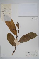 野番荔枝、圓滑番荔枝藏品圖，第1張