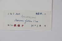 野番荔枝、圓滑番荔枝藏品圖，第2張