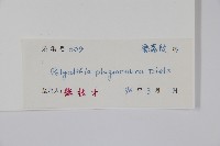 斜脈暗羅藏品圖，第2張