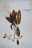 瓜馥木藏品圖，第1張