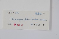 瓜馥木藏品圖，第2張