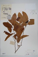 假鷹爪藏品圖，第1張