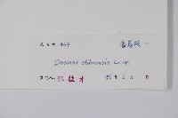 假鷹爪藏品圖，第2張
