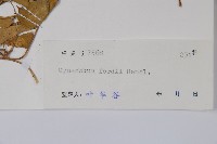 山白前藏品圖，第2張