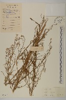 登錄號:S041433藏品圖，第1張