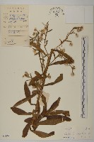 裂葉艾納香藏品圖，第1張