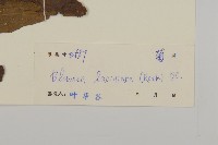 裂葉艾納香藏品圖，第3張