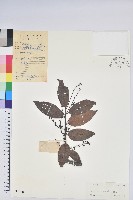 江南越橘藏品圖，第1張