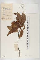 登錄號:S041449藏品圖，第1張