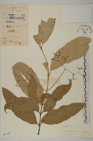 刺果衛矛藏品圖，第1張