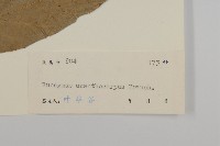 刺果衛矛藏品圖，第3張