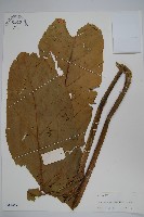 刺通草，梲樹，廣葉葠藏品圖，第1張