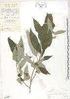 水麻藏品圖，第1張