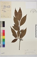 釣齒鼠李藏品圖，第1張