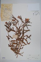 華鳳仙藏品圖，第1張