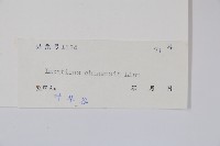 華鳳仙藏品圖，第2張