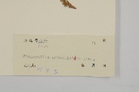 臭杏、土荊芥藏品圖，第3張