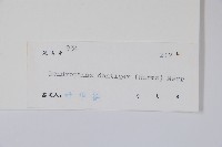 臺灣樹參藏品圖，第2張