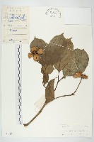 褐毛四照花藏品圖，第1張