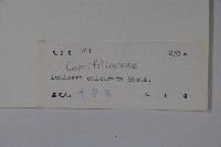 距花忍冬藏品圖，第2張