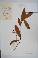 瓜馥木藏品圖，第1張