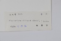 瓜馥木藏品圖，第2張