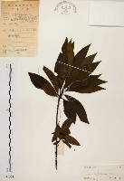 山胡椒藏品圖，第1張