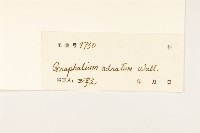 紅面番藏品圖，第3張