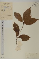 草珊瑚、紅果金粟蘭藏品圖，第1張