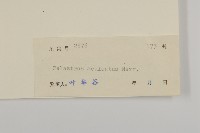 過山楓藏品圖，第3張