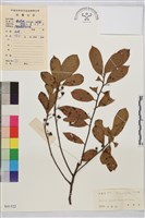 鈍齒鼠李藏品圖，第1張