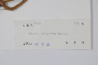 串珠子藏品圖，第2張