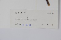 嶺南槭藏品圖，第2張