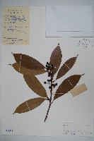 登錄號:S041541藏品圖，第1張