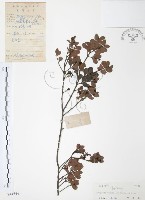 小葉赤楠藏品圖，第1張