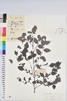 黑面神藏品圖，第1張