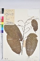 登錄號:S041553藏品圖，第1張